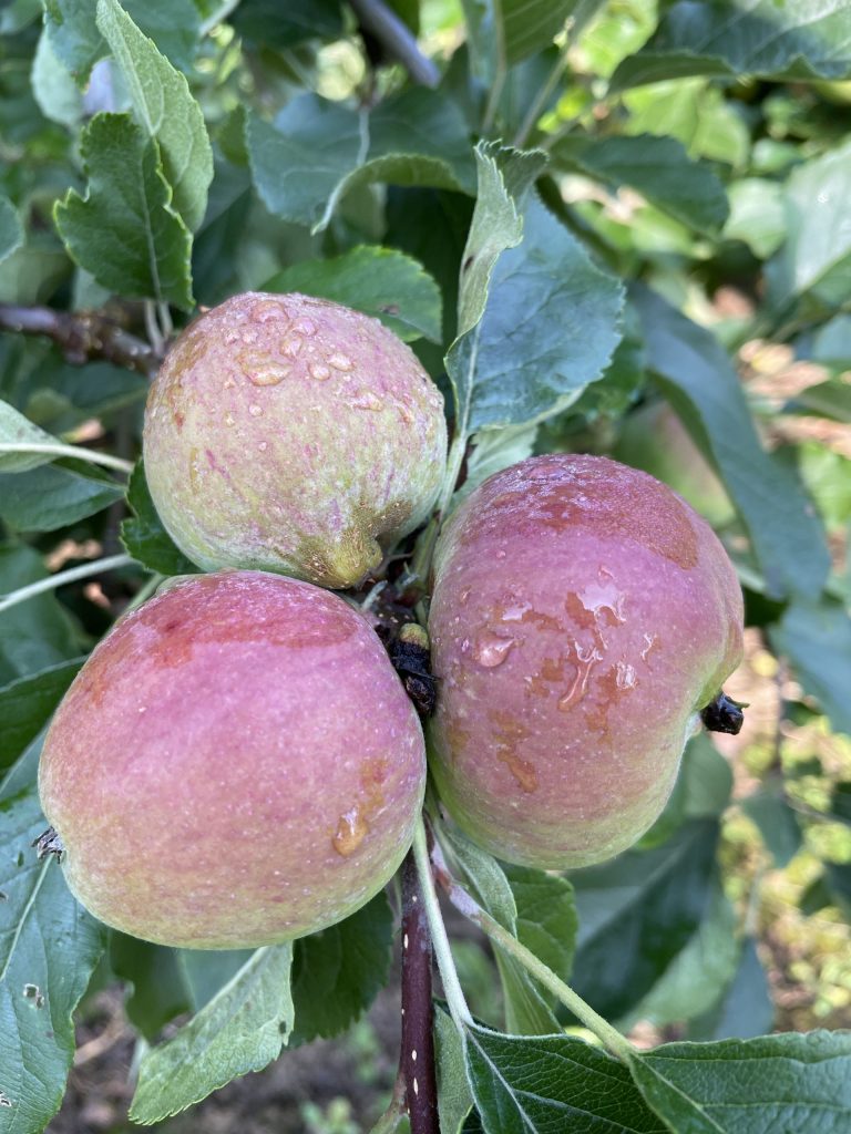 Cider Fruit 2 British Apple Co